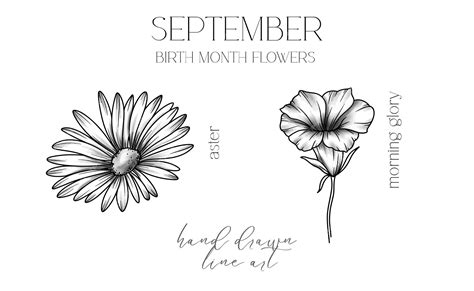 Premium Vector | September Birth Month Flowers Aster outline isolated ...