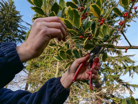 We Asked a Plant Pro How to Prune Holly for Holiday Decor Without ...