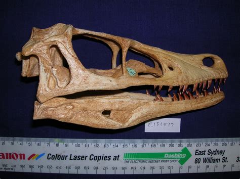 When Was Velociraptor Discovered