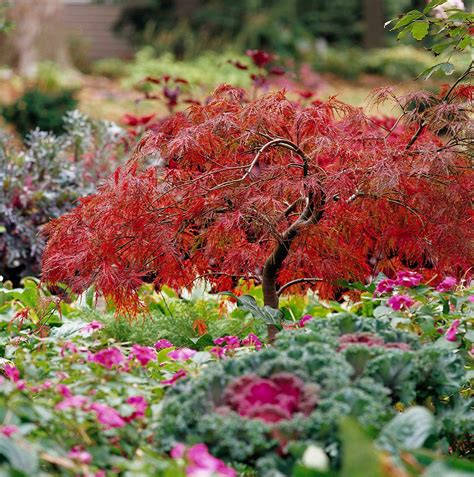 Dwarf Japanese Maple In Landscape Buy Acer Palmatum 'Hime Shojo' Dwarf