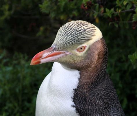 Yellow-Eyed Penguin | Penguin Project | Penguins, Yellow eyes, Penguin species - habitat of yellow eyed penguin