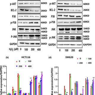 H2O2 HT22 的图像结果