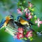 Image result for Free Spring Desktop Birds