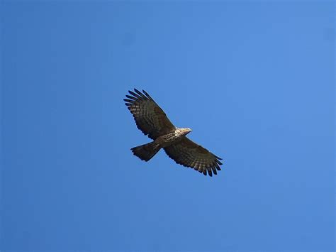 Oriental honey buzzard ★ Sabyasachi - A Progressive Thought