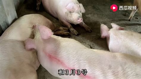7头母猪配猪15天了，最后5天倒计时，大林能增加100头猪吗 - YouTube