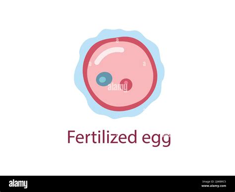 Fertilization. Zygote is an egg and sperm. The Stage of segmentation of a fertilized ovum. Human ...