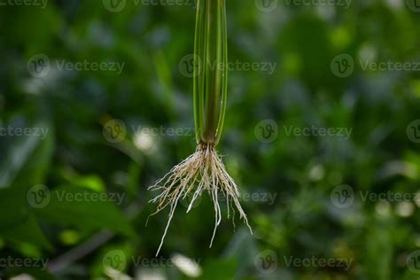 Fibrous root system of Rice plants 21703282 Stock Photo at Vecteezy