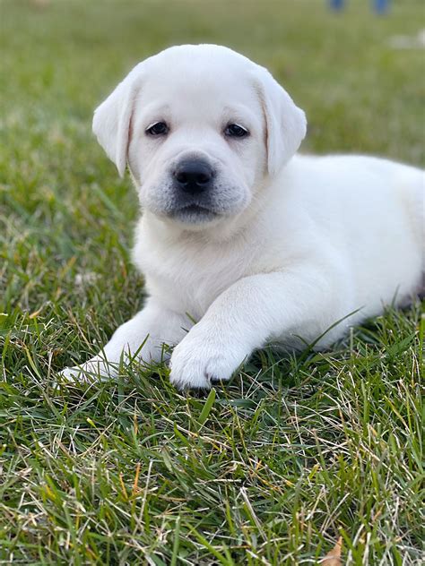 White Lab Puppies
