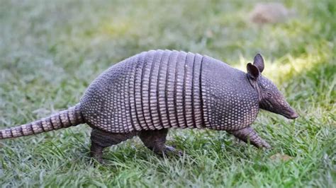 Meet 6 strange animals with claws that rival a human face in length