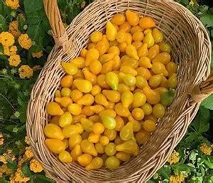 MAA Tomato, Tomato yellow cherry Seed Price in India - Buy MAA Tomato ...