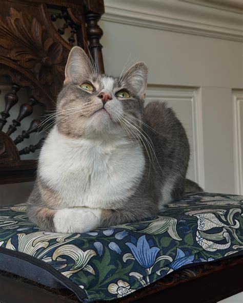 A Sanctuary Cafe: Coffee, Books & Cats (@asanctuarycafe) • Instagram ...