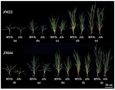 Effect of High Nighttime Temperatures on Growth, Yield, and Quality of ...