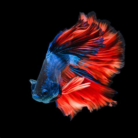 The Art of Betta Fish Flare: Understanding Their Colorful Expressions ...