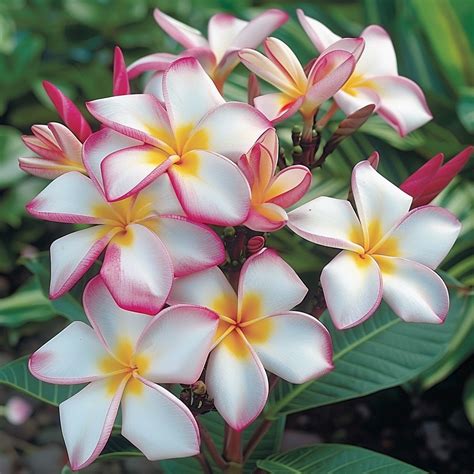 18 Tropical Flowers for Indoor & Outdoor Spaces