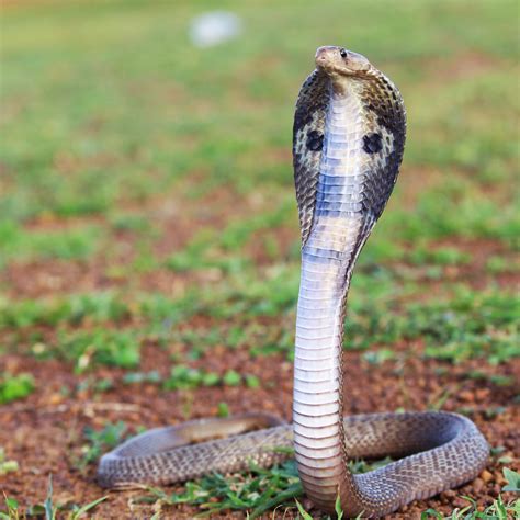 King Cobra Png