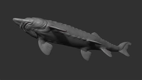 Sturgeon Beluga Fish on The Base - 3D Model by guninnik81