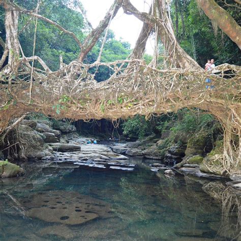 RIWAI LIVING ROOT BRIDGE (2026) All You Need to Know BEFORE You Go ...