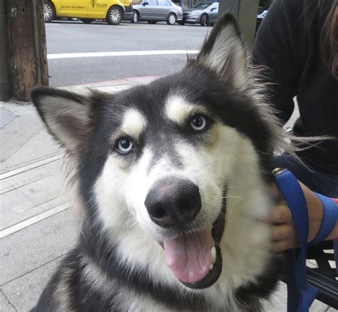 Alaskan Husky Malamute Mix