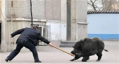 “猛猪横渡长江，历时12分钟”，南京的野猪又在网上火了_腾讯新闻