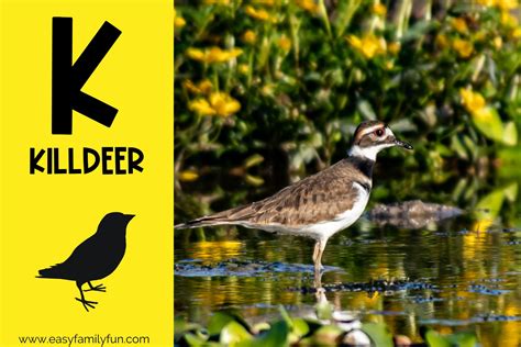 182 Thrilling Animals that Start with K