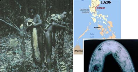 Python Predators 的图像结果