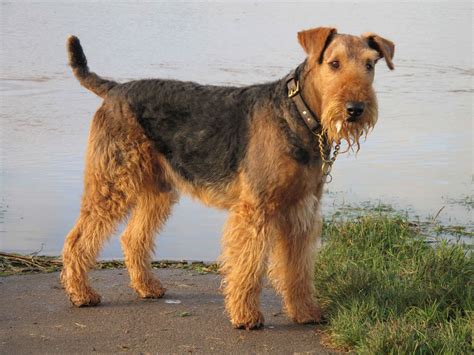 Airedale Terrier Dog Breed » Information, Pictures, & More