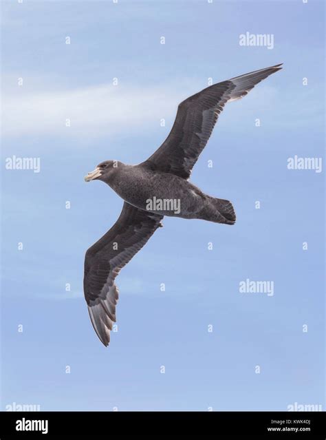 Southern Giant Petrel; Macronectes giganteus; Antarctic giant petrel ...