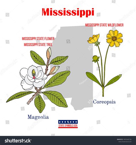 Mississippi Symbol State Flower at Tyson Bathurst blog