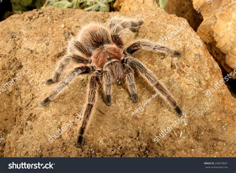 Chilean Rose Hair Tarantula (Grammostola Rosea). Stock Photo 248970601 ...
