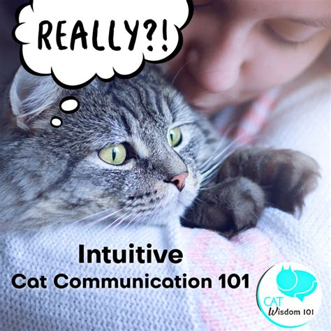 What Your Cat Is Really Thinking: Intuitive Cat Communication 101 | Cat ...