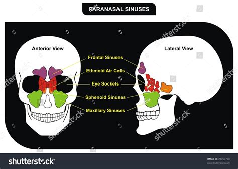 Vector - Paranasal Sinuses - Parts Included ( Frontal, Sphenoid, Maxillary Sinus, Ethmoid Air ...