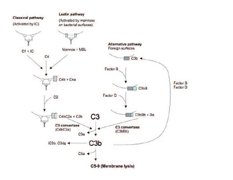 Complement System Tricks 的图像结果