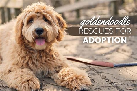 Top 15 Goldendoodle Rescues For Adoption In The U.S. - Canine Bible
