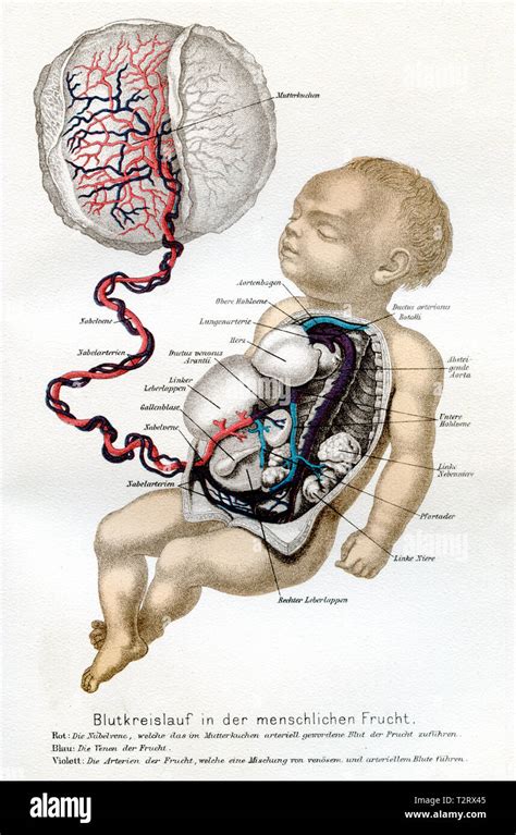 Bildergebnis für umbilical cord blood flow problems
