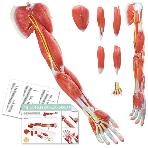 Upper Limb Muscles Model