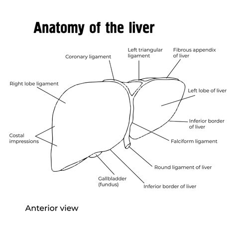 Anatomy of the liver vector drawing with symbols the digestive system ...