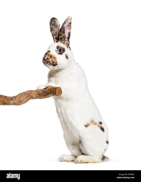 Checkered Giant Rabbits