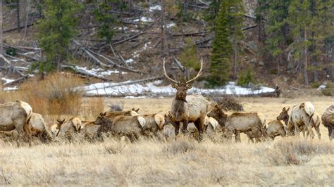 What Is a Group of Deer Called? | Field & Stream