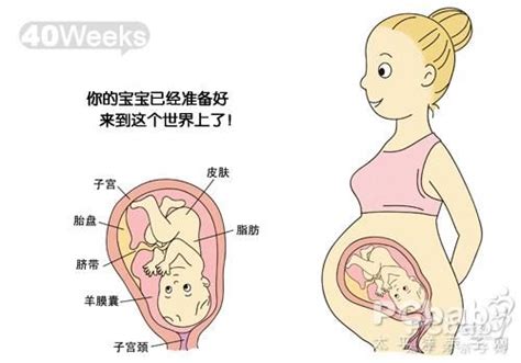 怀孕1~10个月，胎儿发育变化全过程！想“修炼成人”还得过四关_cm_子宫_胚胎