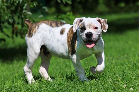 American Bulldog Growth Chart: Everything You Should Know