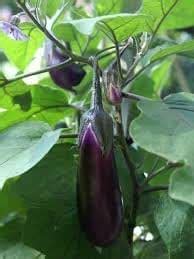 Kraft Seeds Round Brinjal Seeds Indian Vegetable with Agropeat ...
