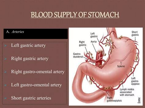 Anatomy presentation | PPTX