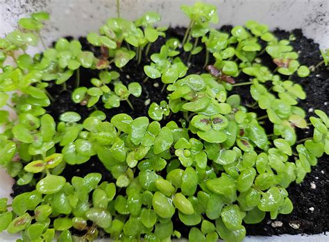 Tip on sowing ornamental nettles/coleus - DG Seeds & Plants