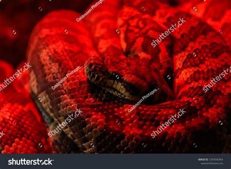 Image result for Carpet Python