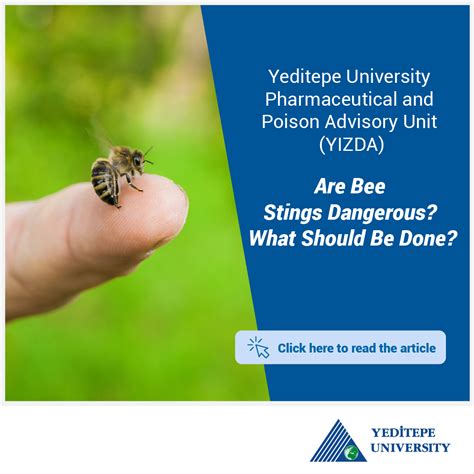 Are Bee Stings Dangerous? What Should We Do? | Yeditepe University