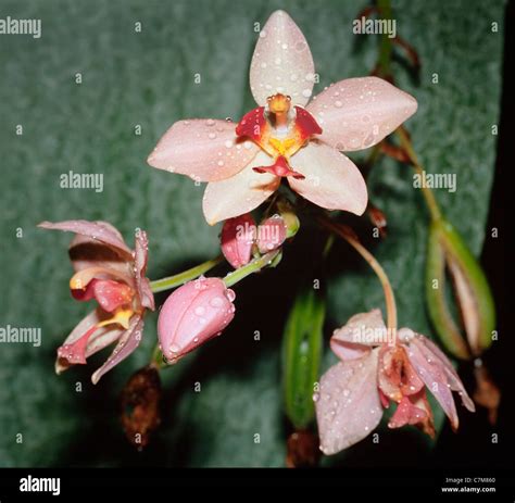 Orchid spathoglottis sp hi-res stock photography and images - Alamy