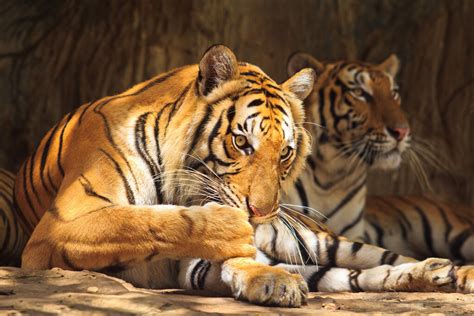 老虎是独居的动物，雄虎雌虎交配后分道扬镳，怀孕的雌虎如何生存 - 哔哩哔哩
