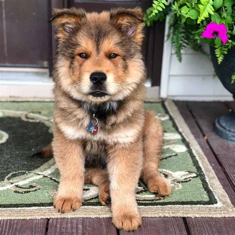 Chow Chow Shepherd Lab Mix Gsd Lab Mix German Shepherd Chow Lab Mix