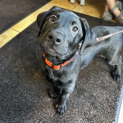 Spay & Neuter Wheatfield, NY | Companion Care Animal Hospital