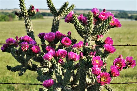Pink Tree Cholla Cactus Blooms Free Stock Photo - Public Domain Pictures